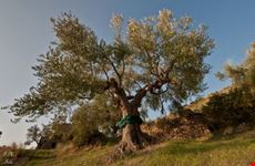 ulivo