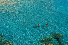  kale core