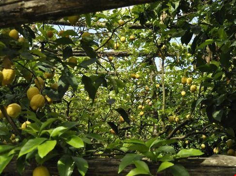 Sagra del limone