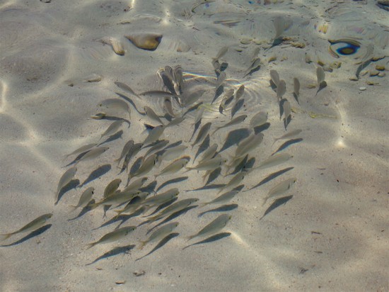 Isola dei Conigli, compagni di nuotate
