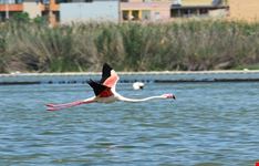  parco molentargius saline
