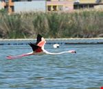 parco molentargius saline parco molentargius saline