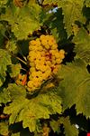 verdicchio marche