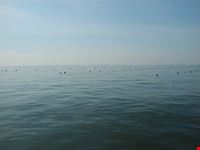  bolero lido riccio