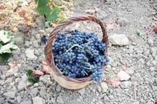 vino
