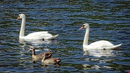  swan river