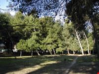 pineta