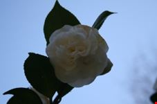 camelia