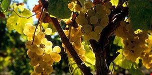 moscato sorso