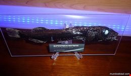  museo di biologia marina