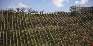  vino cesanese