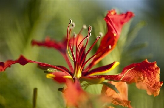 giardino botanico santo domingo