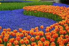 amsterdam parco keukenhof