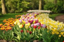 amsterdam parco keukenhof