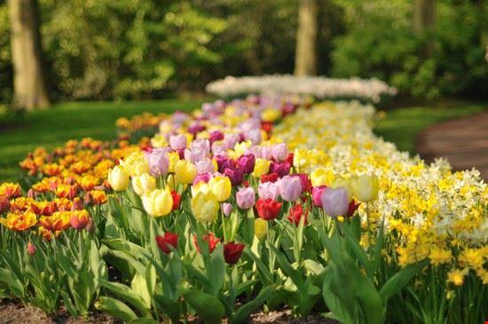 Parco Keukenhof Amsterdam gnuckx - CC BY 2.0 gnuckx