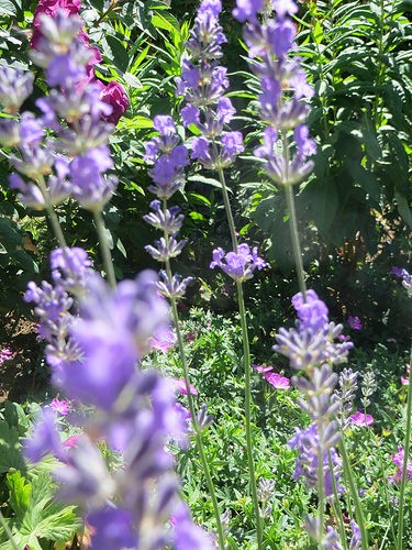  festival della lavanda