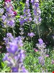  festival della lavanda