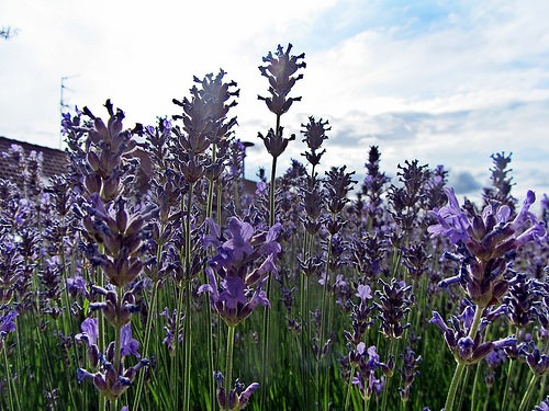  festival della lavanda