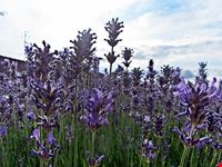  festival della lavanda