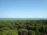 pineta di eraclea mare