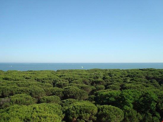 Pineta di Eraclea Mare - Alberto Vigani - Alberto Vigani - CC BY-SA 3.0