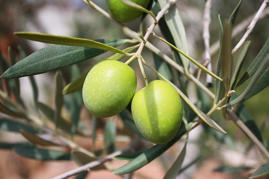 olive