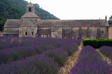 Abbazia di Senanque