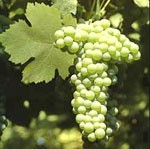 verdicchio matelica