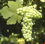 verdicchio matelica
