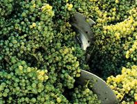 vino prosecco di conegliano