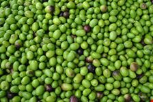 olive toscane