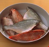 pesce fresco pesce fresco