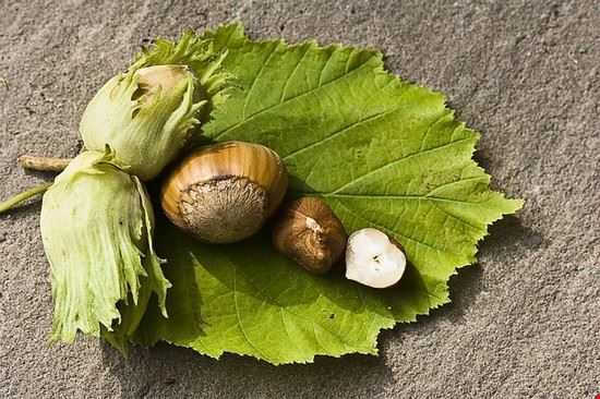  Caprarola  