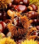 castagne