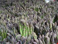 asparagi