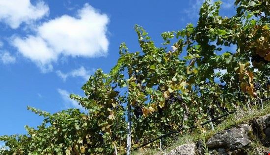 Giornate altoatesine del Pinot nero
