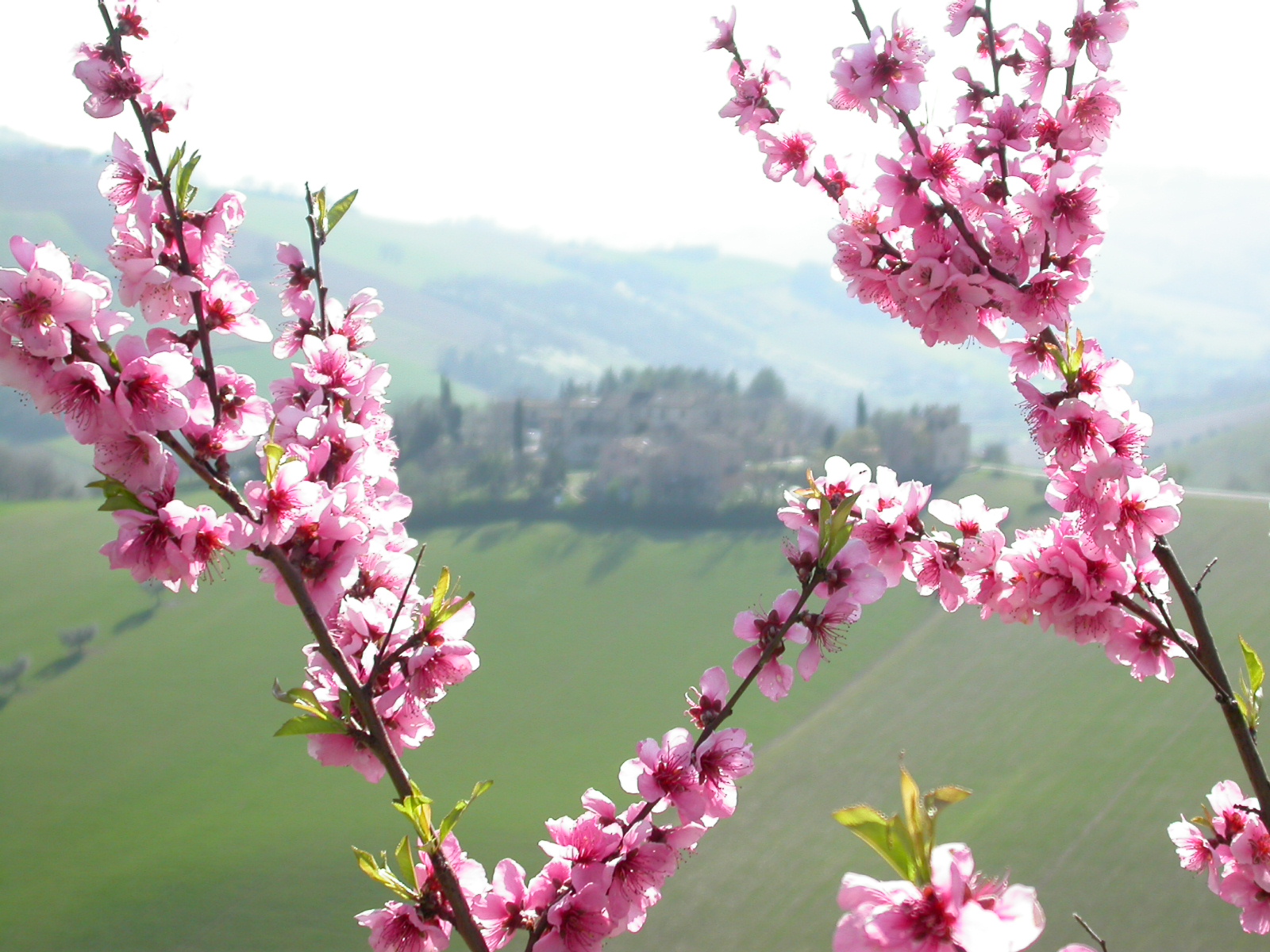Montefiore dell'Aso