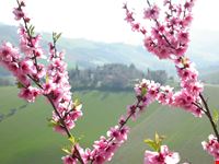 Montefiore dell'Aso