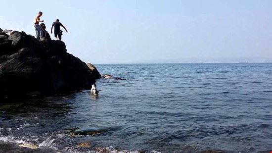 Mare