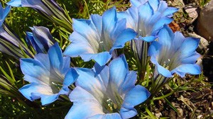 orto botanico d'italia a portici