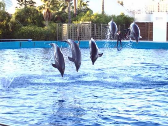 DELFINARIO