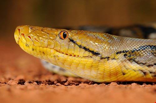 Snake Farm - tontantravel - tontantravel - Attribution-ShareAlike License (http://creativecommons.org/licenses/by-sa/2.0/)