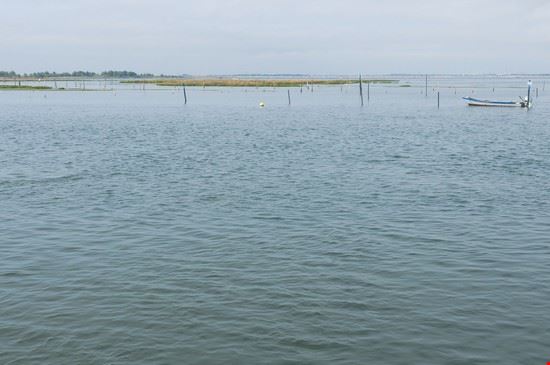  Rosolina  