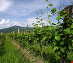 Gussago - natura Gussago - natura