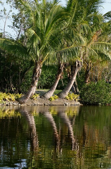 Floridia natura