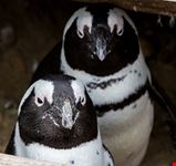  erlebnis-zoo