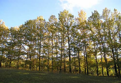 Vegetazione autunnale