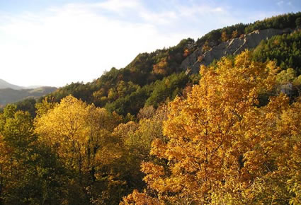 Vegetazione autunnale