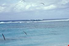  surf