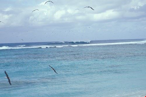 Surf - Starr Environmental - Starr Environmental - Attribution License (http://creativecommons.org/licenses/by/2.0/)